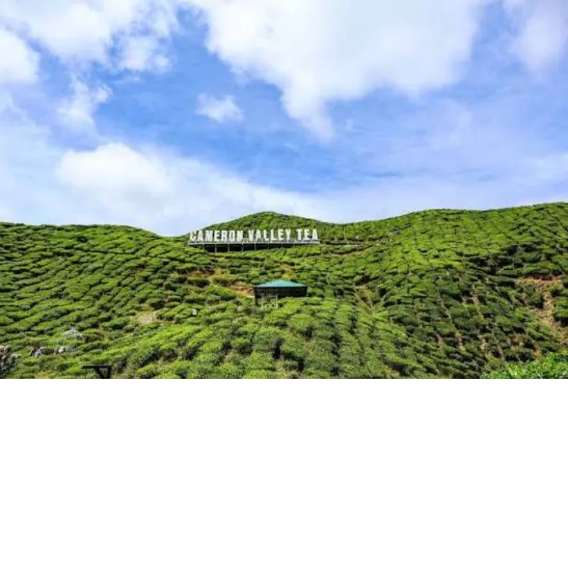 Cameron Highlands : plantations de thé, fraises et randonnées (2026)