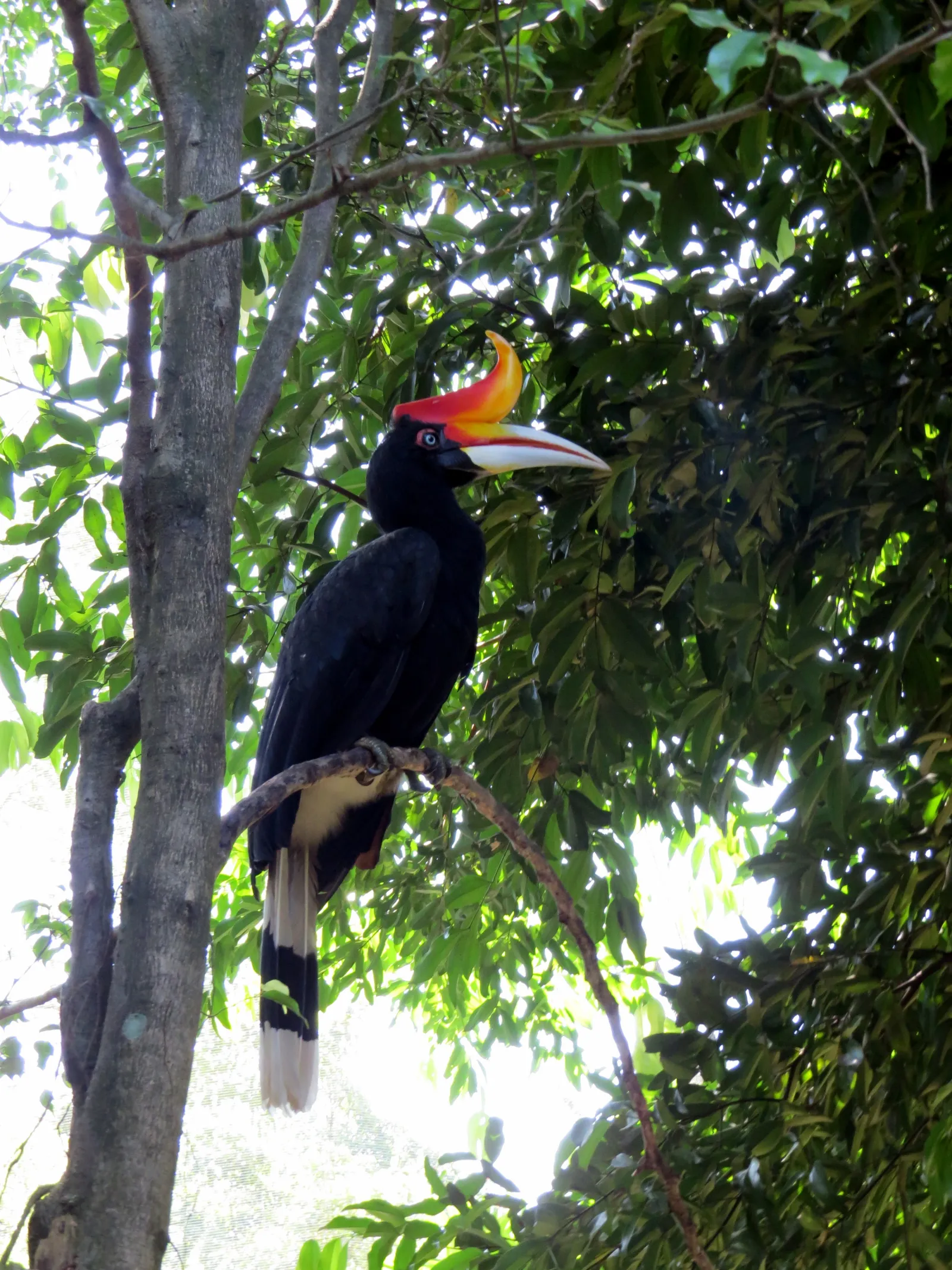 KL Bird Park