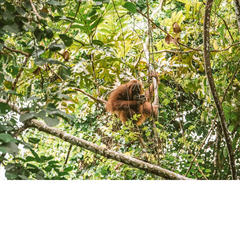 Borneo Rainforest Kayaking & Waterfall Day Tour