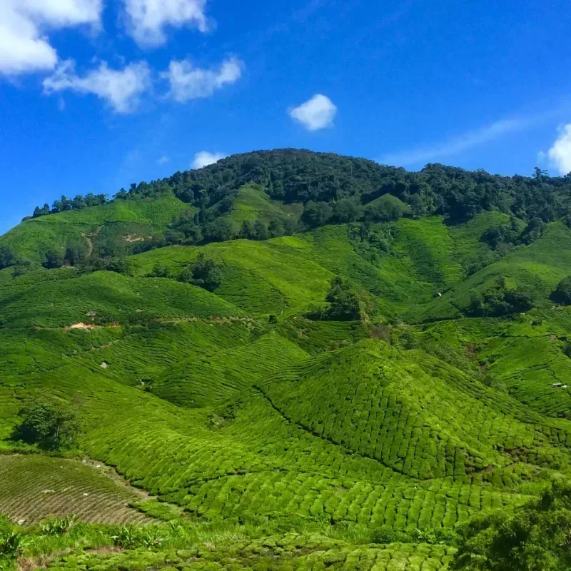 Cameron Highlands